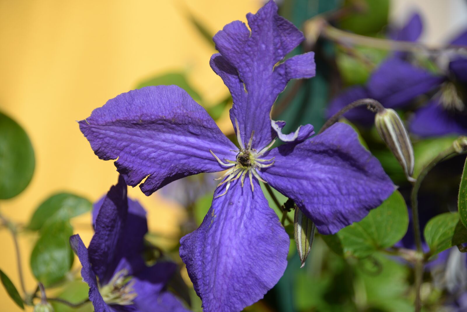 Nikon D610 sample photo. Clematis, violet, macro photography