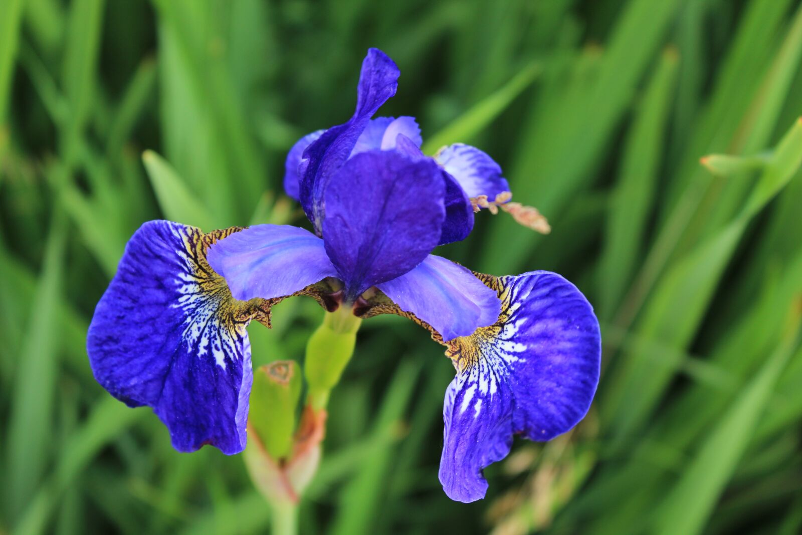 Canon EOS 1200D (EOS Rebel T5 / EOS Kiss X70 / EOS Hi) sample photo. Flower, blue, summer photography