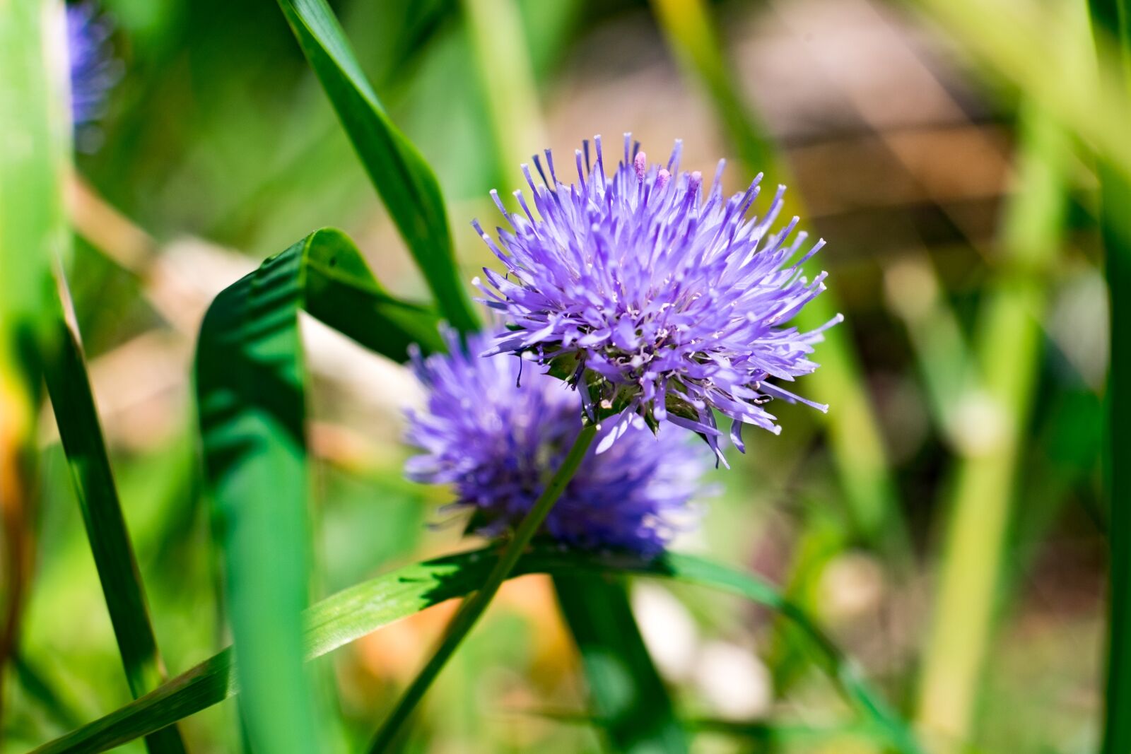 Fujifilm X-T10 sample photo. Flower, nature, summer photography