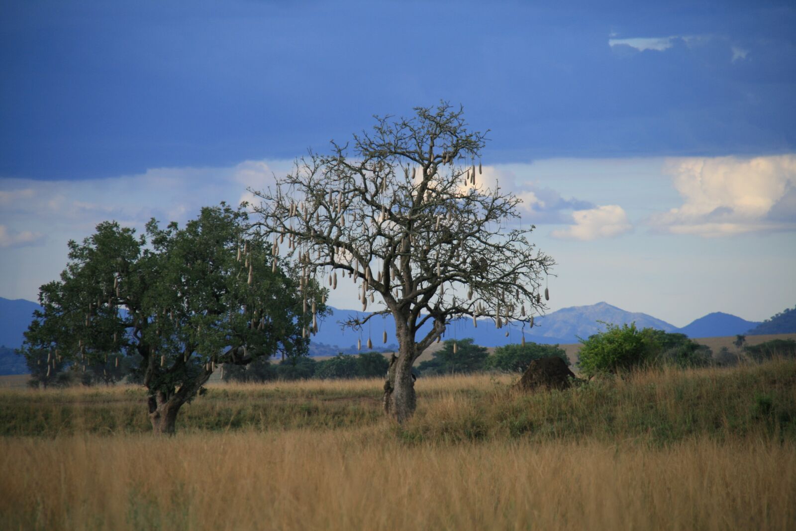 Canon EOS 400D (EOS Digital Rebel XTi / EOS Kiss Digital X) sample photo. Sausage tree, uganda, nature photography