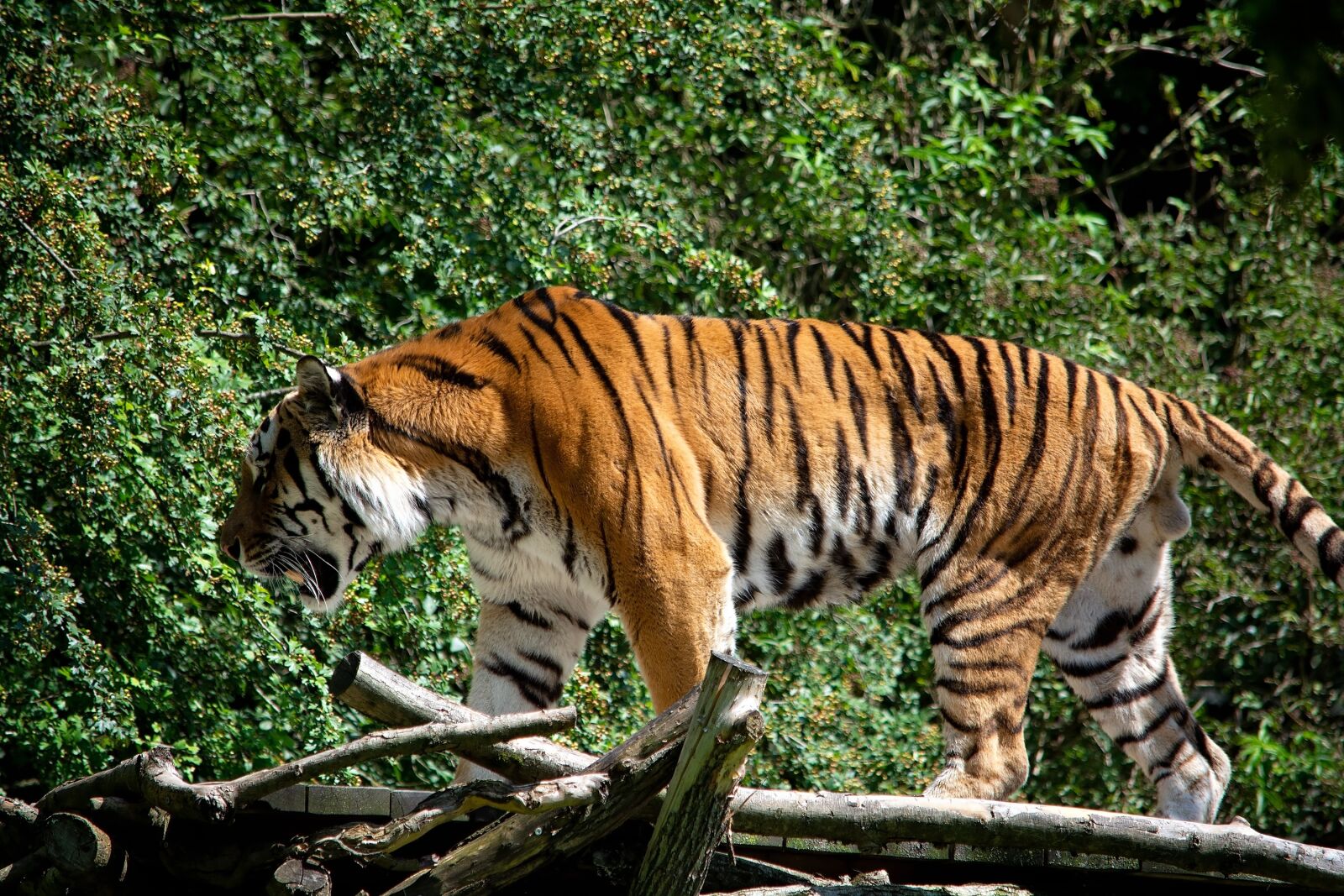 Nikon D7100 sample photo. Tiger, animal, animal world photography