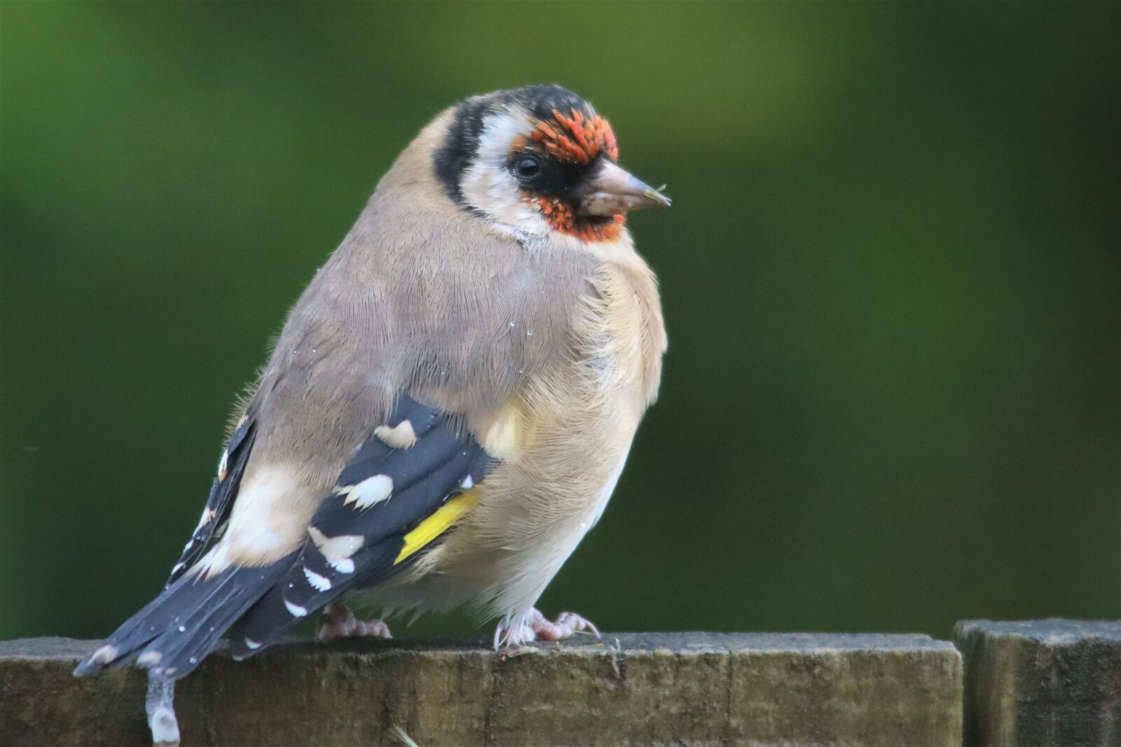 Canon EOS 90D sample photo. European goldfinch, fence, songbird photography