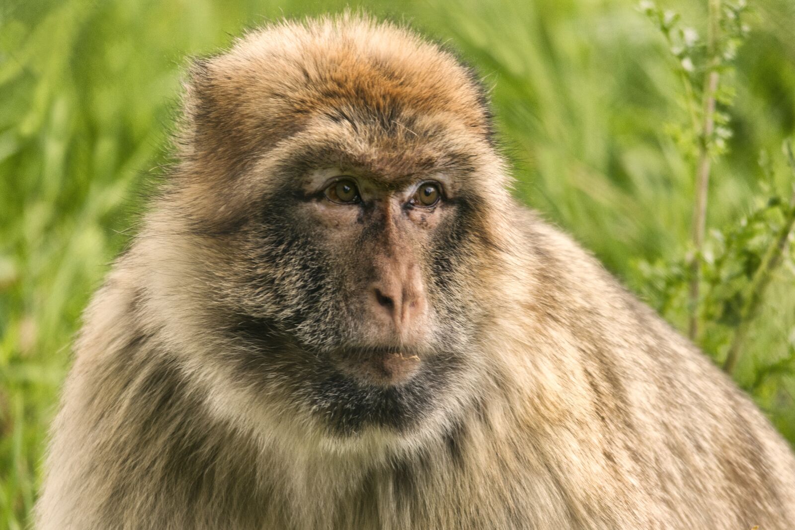 Nikon D5600 sample photo. Barbary macaque, primate, monkey photography