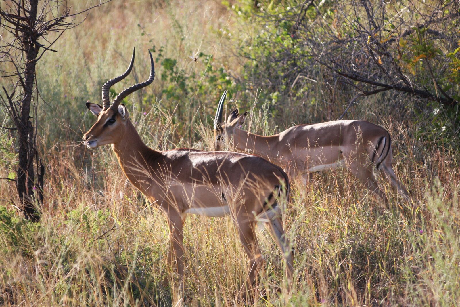 Canon EOS 40D sample photo. Antelope, south africa, animals photography