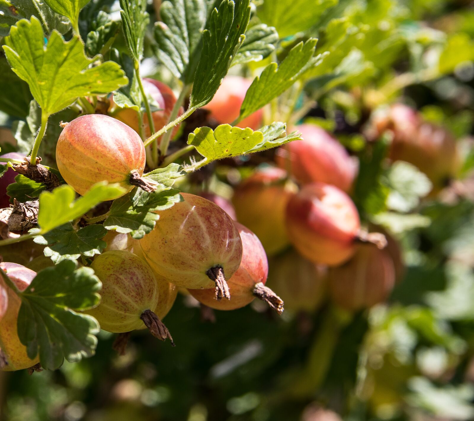 Canon EOS 80D sample photo. Gooseberries, bush, fruit photography