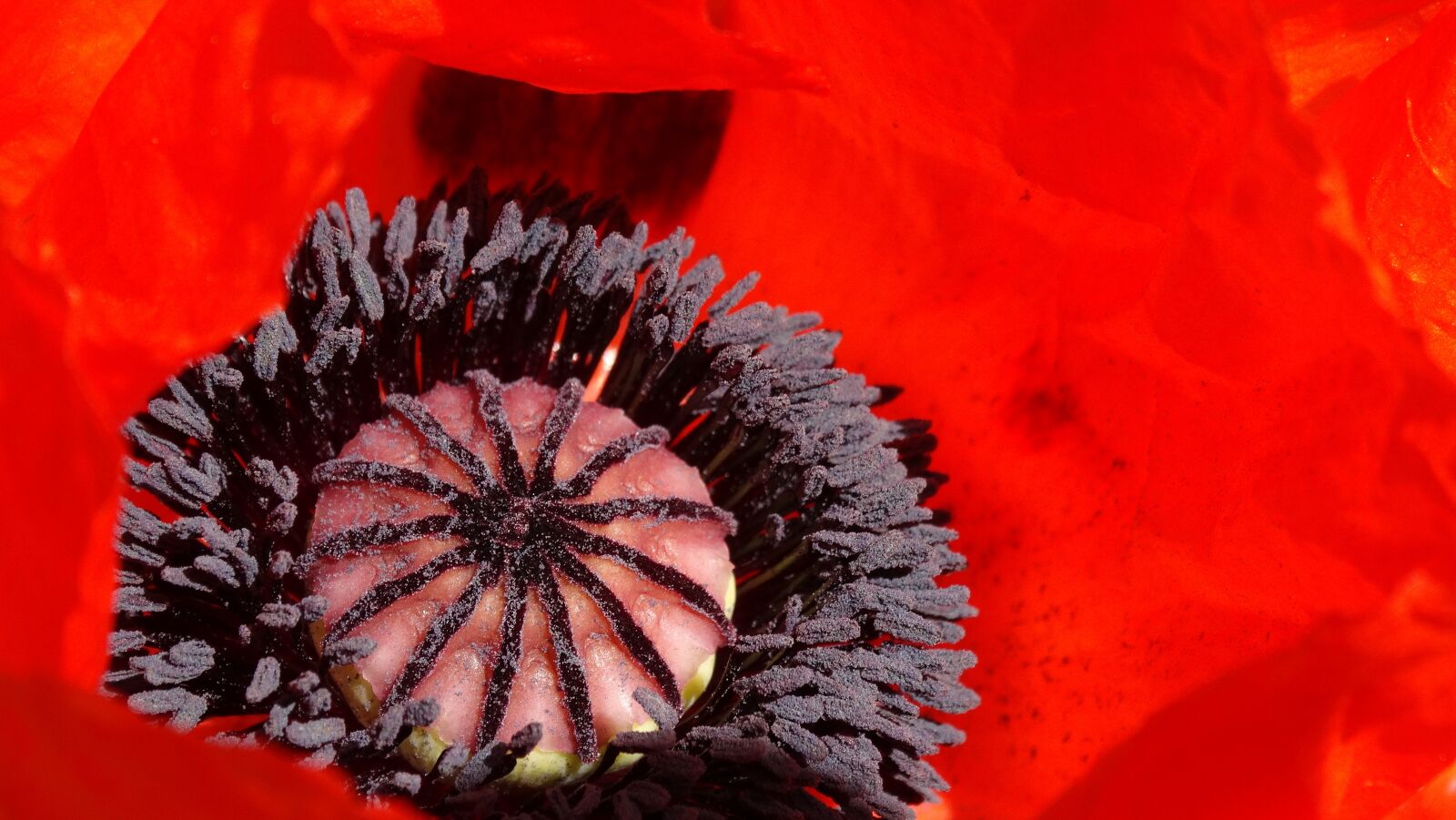 Sony Cyber-shot DSC-HX300 sample photo. Poppy, red, meadow photography