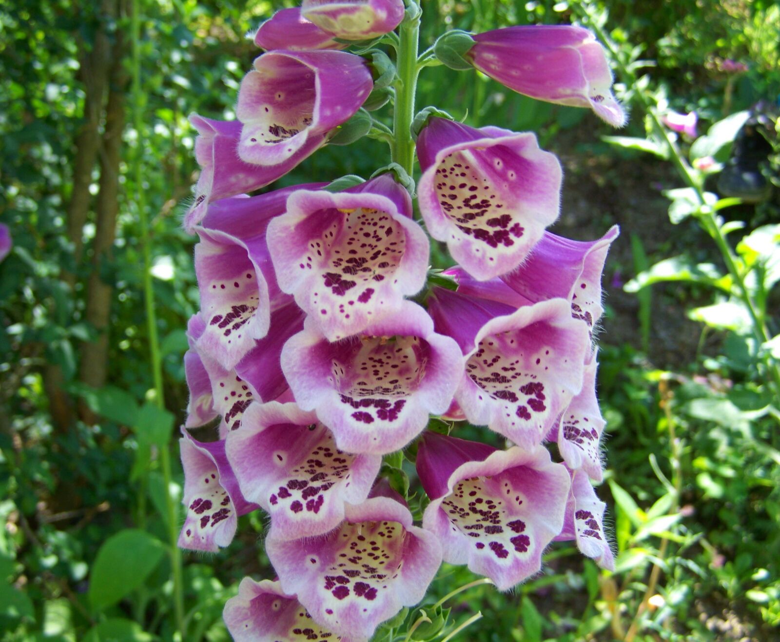 Kodak EASYSHARE ZD710 ZOOM DIGITAL CAMERA sample photo. Foxglove, purple flower, summer photography