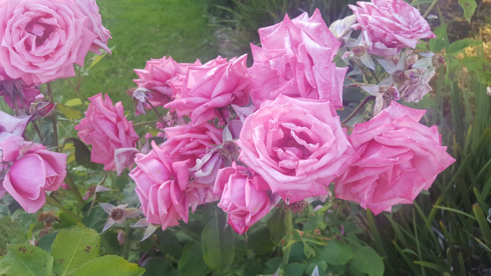 Samsung Galaxy S6 sample photo. Roses, pink, flower photography