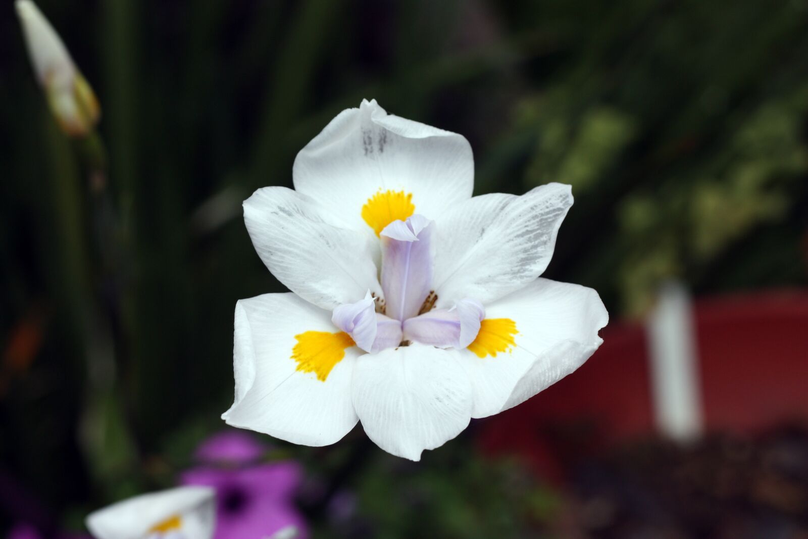 Canon EOS 450D (EOS Rebel XSi / EOS Kiss X2) sample photo. Iris, flower, white photography