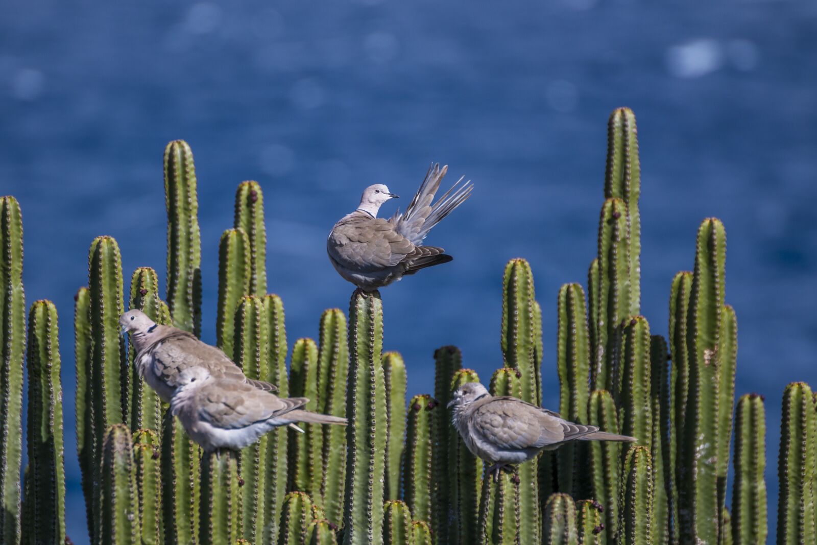 Canon EOS 70D sample photo. Pigeons, cactus, sea photography