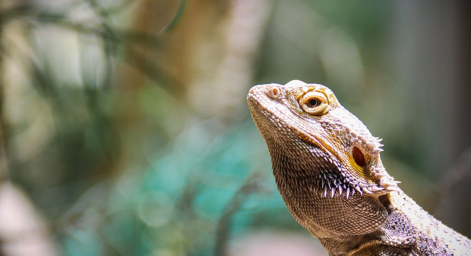 Canon EOS 700D (EOS Rebel T5i / EOS Kiss X7i) sample photo. Nature, animal world, animal photography