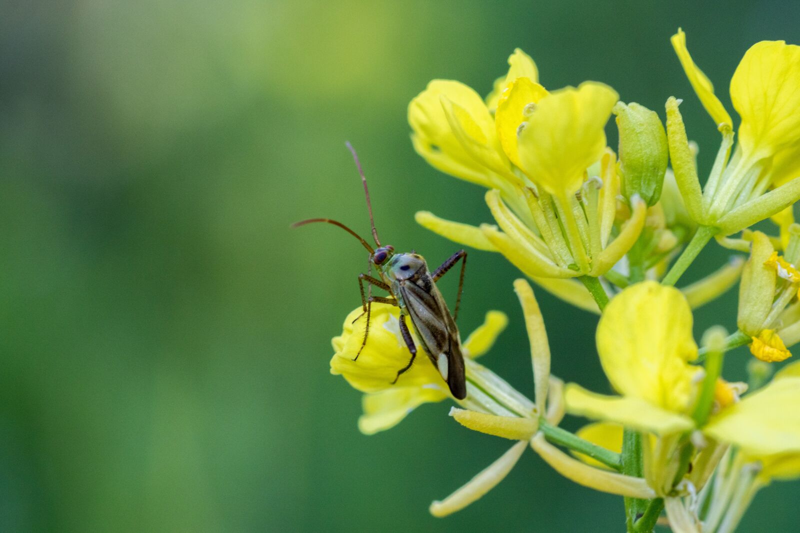Canon EOS 7D Mark II sample photo. Oilseed rape, yellow, leaf photography