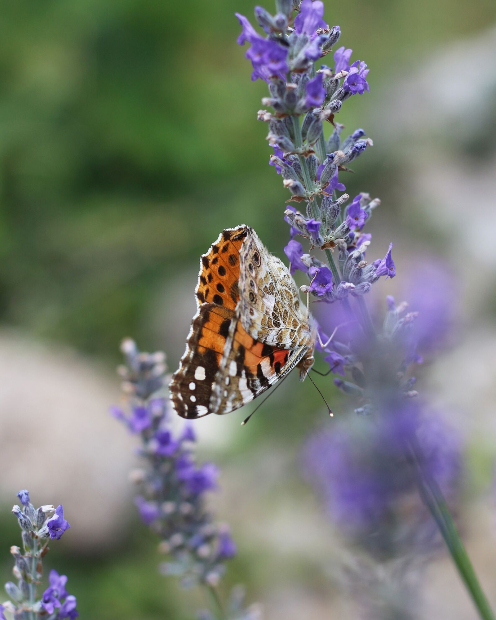 Canon EOS 700D (EOS Rebel T5i / EOS Kiss X7i) sample photo. Painted lady, lavender, violet photography
