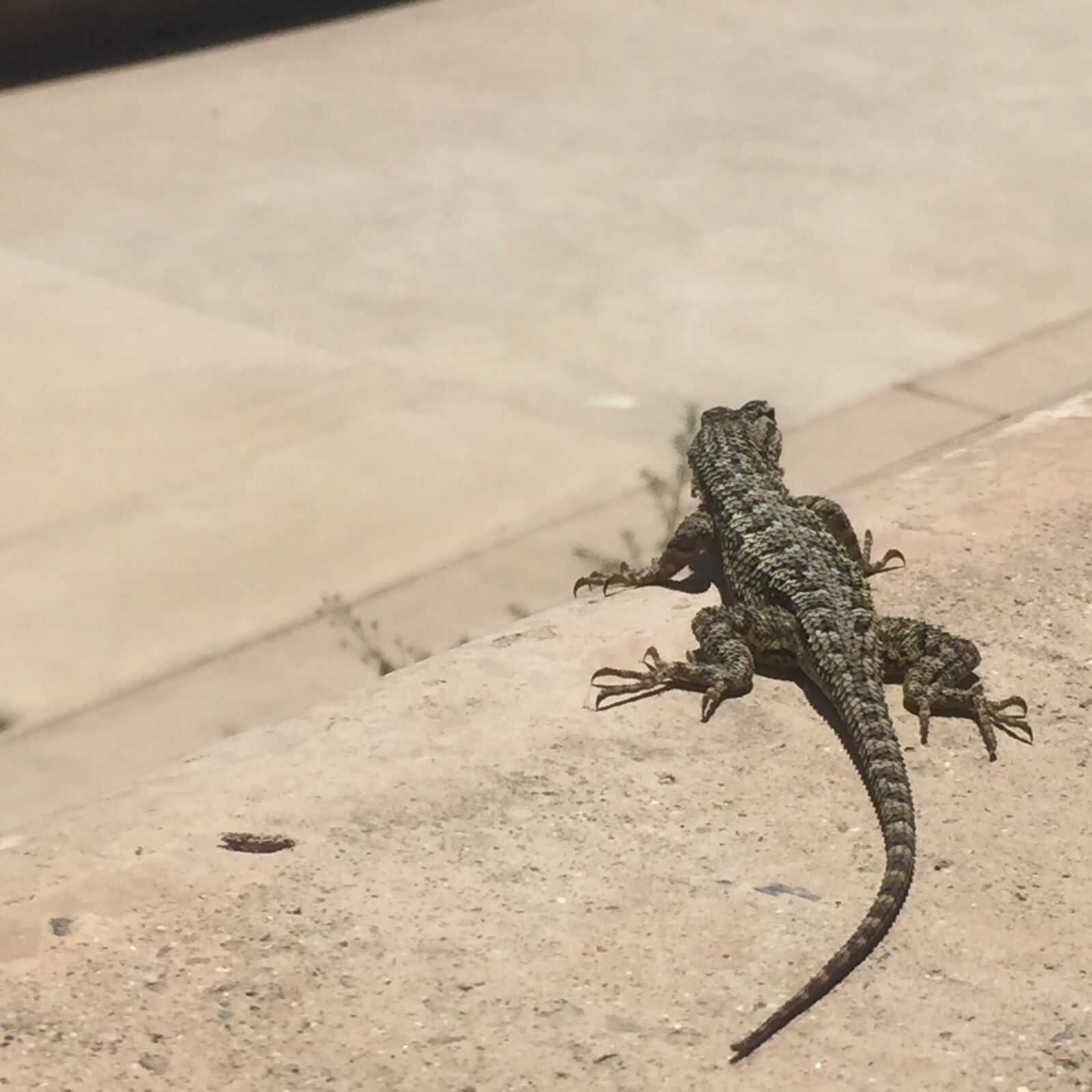 iPhone 6 Plus back camera 4.15mm f/2.2 sample photo. Lizard, dragon lizard, animal photography