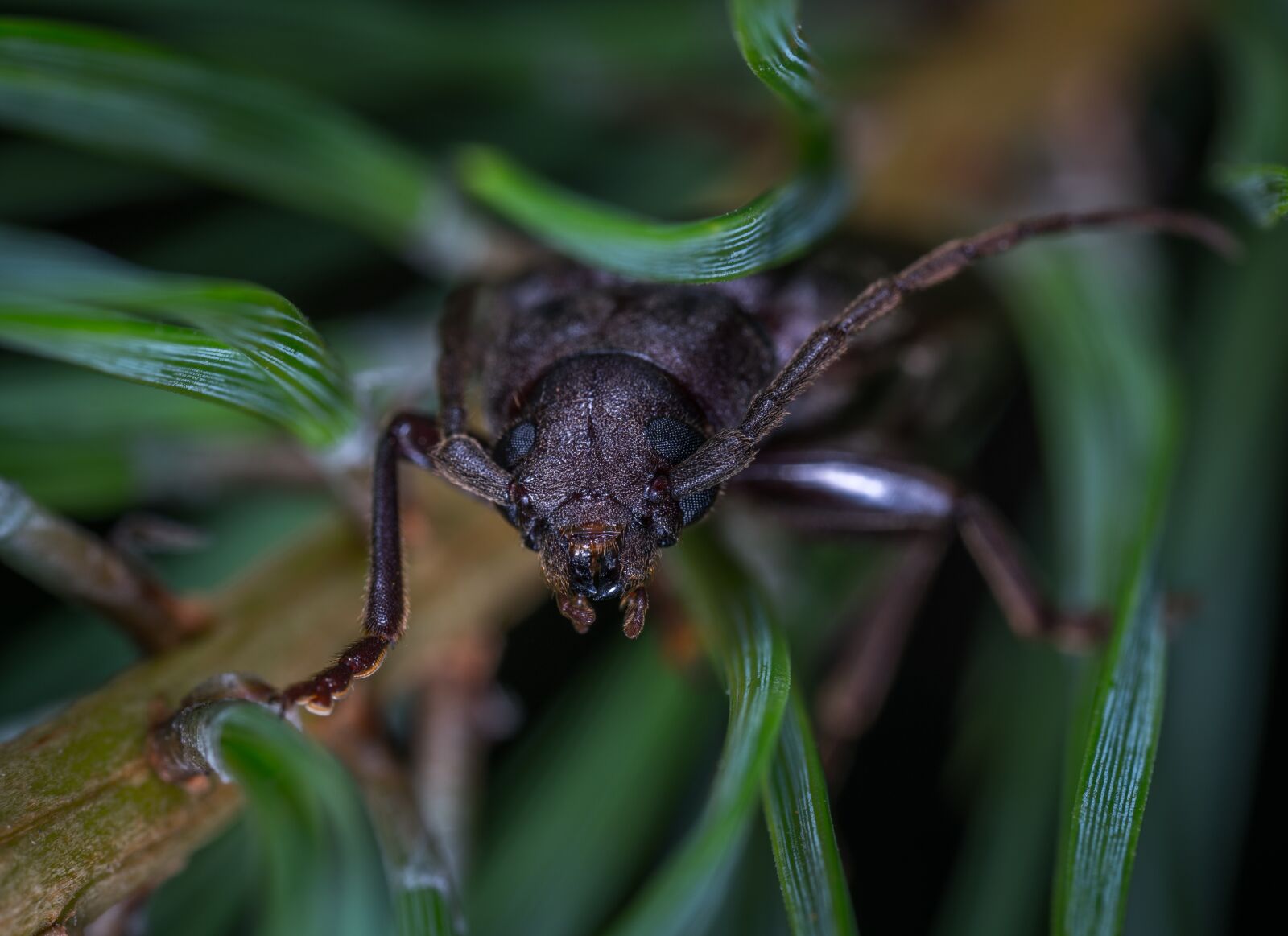 #124 65/2.8 sample photo. Insect, bespozvonochnoe, nature photography