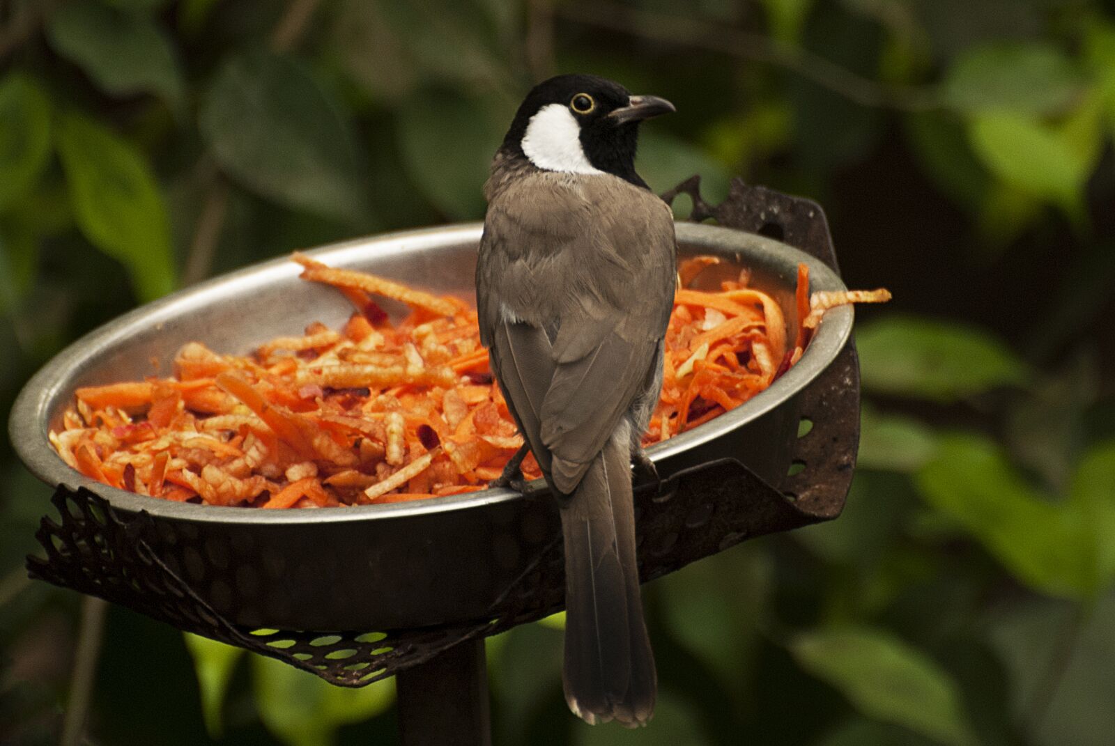 Nikon D80 sample photo. Bird, food, plumage photography