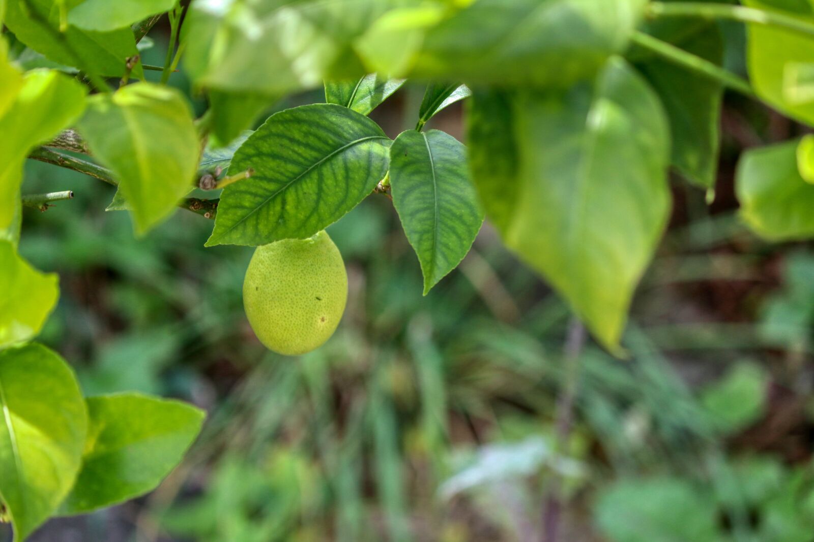Canon EOS 80D sample photo. Lemon, lemon tree, fruit photography