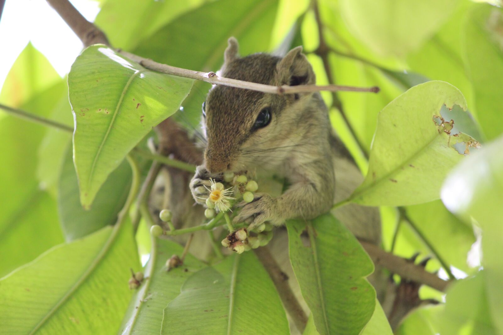Canon EOS 700D (EOS Rebel T5i / EOS Kiss X7i) sample photo. Squirrel, wild, natural photography