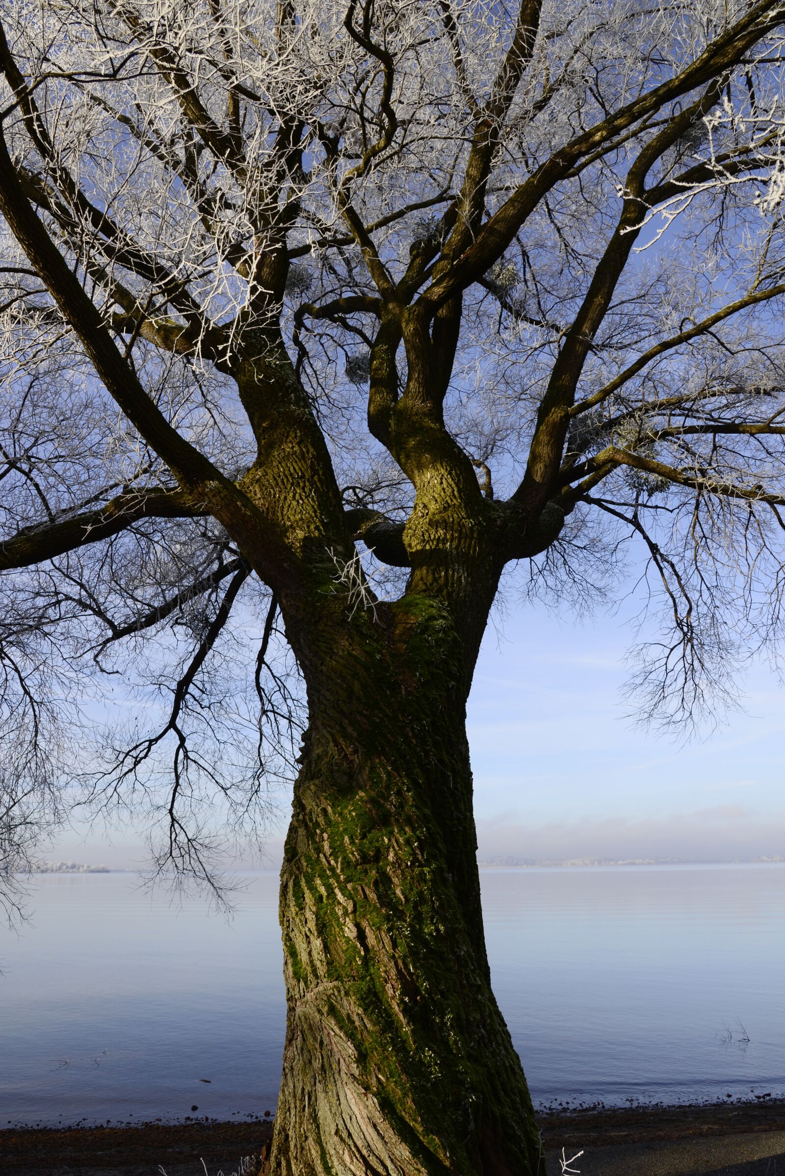 Nikon D610 sample photo. Hoarfrost, cold, frost photography