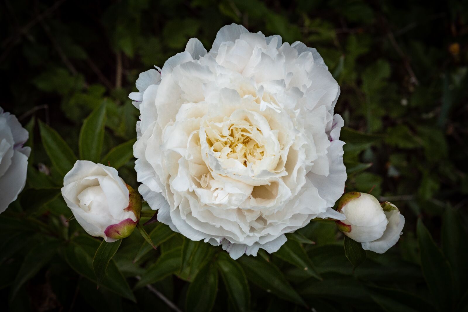Panasonic Leica DG Summilux 25mm F1.4 II ASPH sample photo. Peony, garden rose, white photography