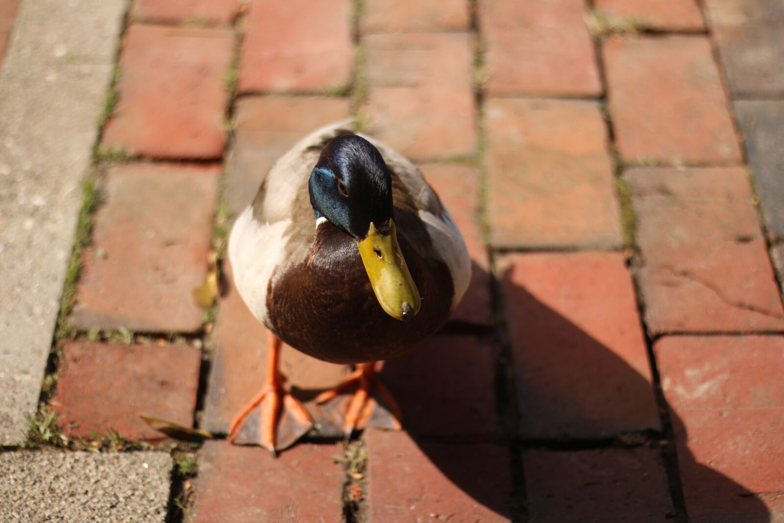 Canon EOS 700D (EOS Rebel T5i / EOS Kiss X7i) + Canon EF 50mm F1.8 STM sample photo. Duck, nature, light photography