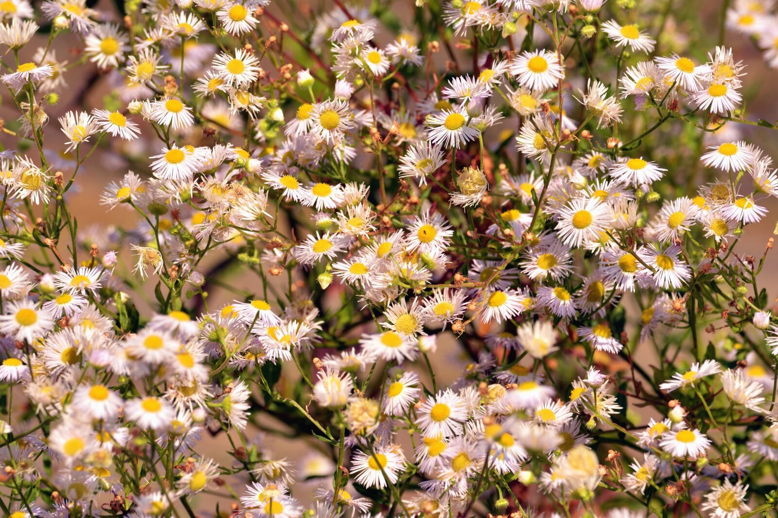 Nikon D5200 sample photo. Chamomile, flower, flowering, leaf photography