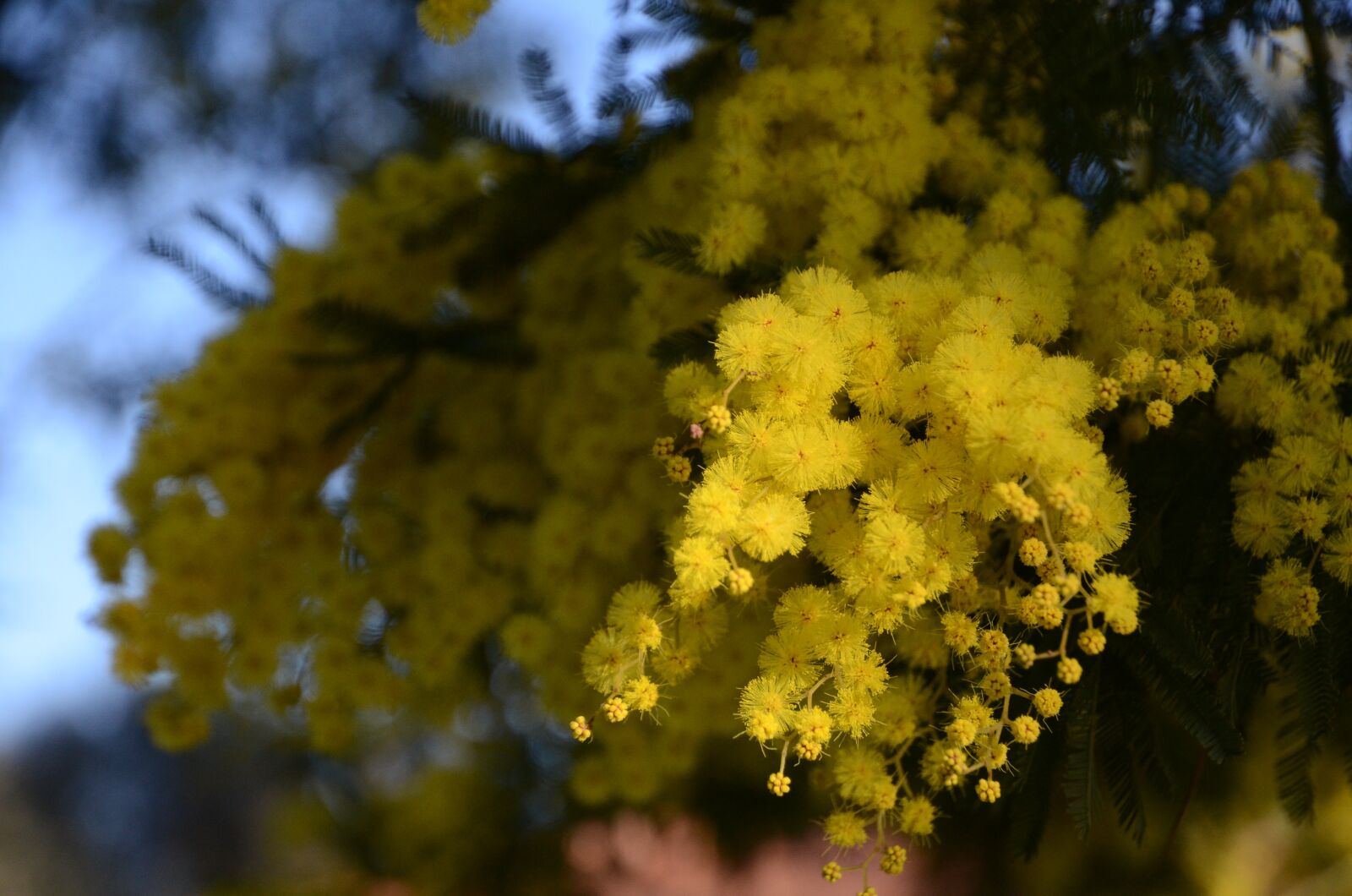 Nikon D7000 sample photo. Mimosa, woman, spring photography