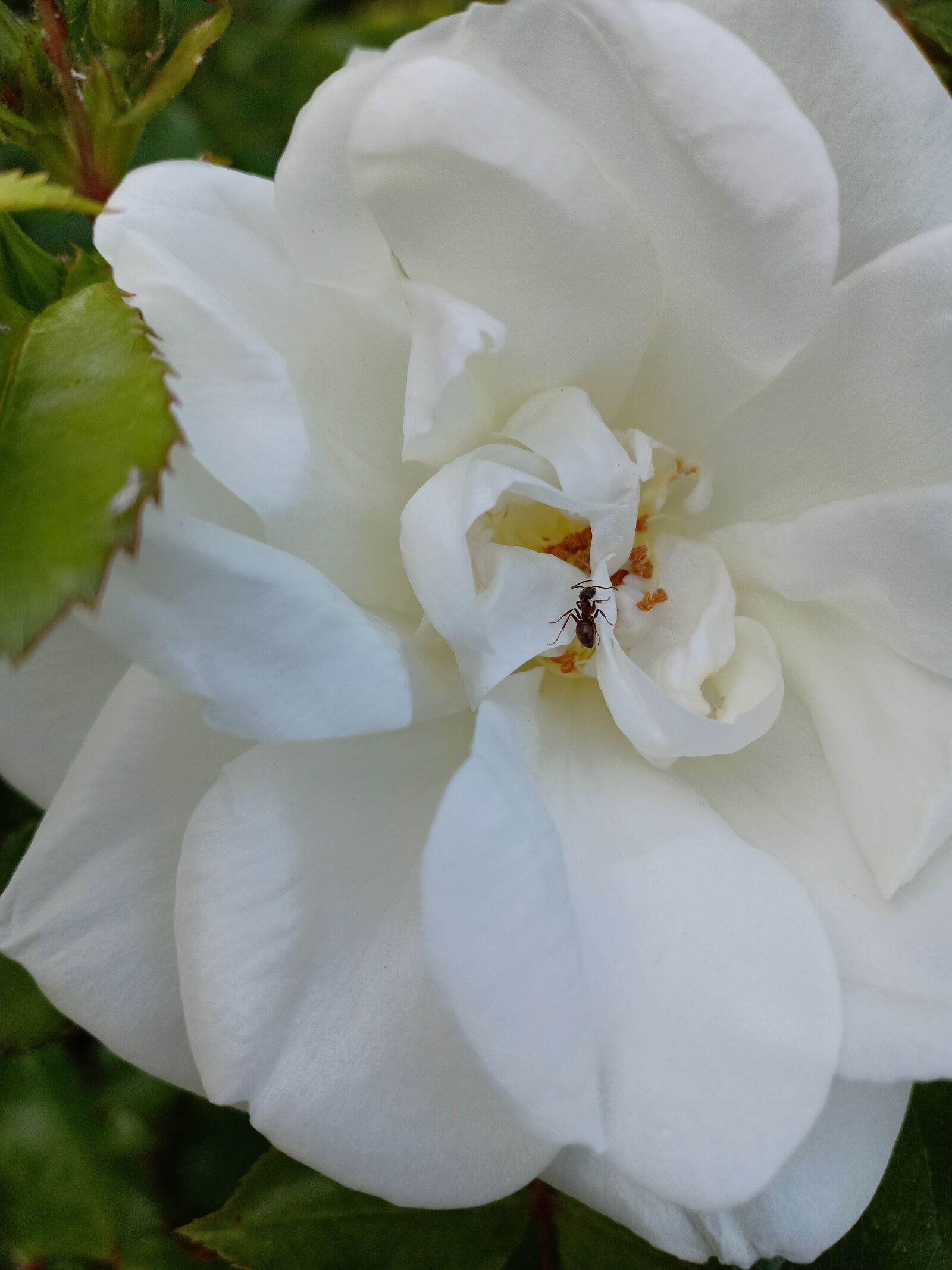 OPPO F7 sample photo. Flower, white, rose photography