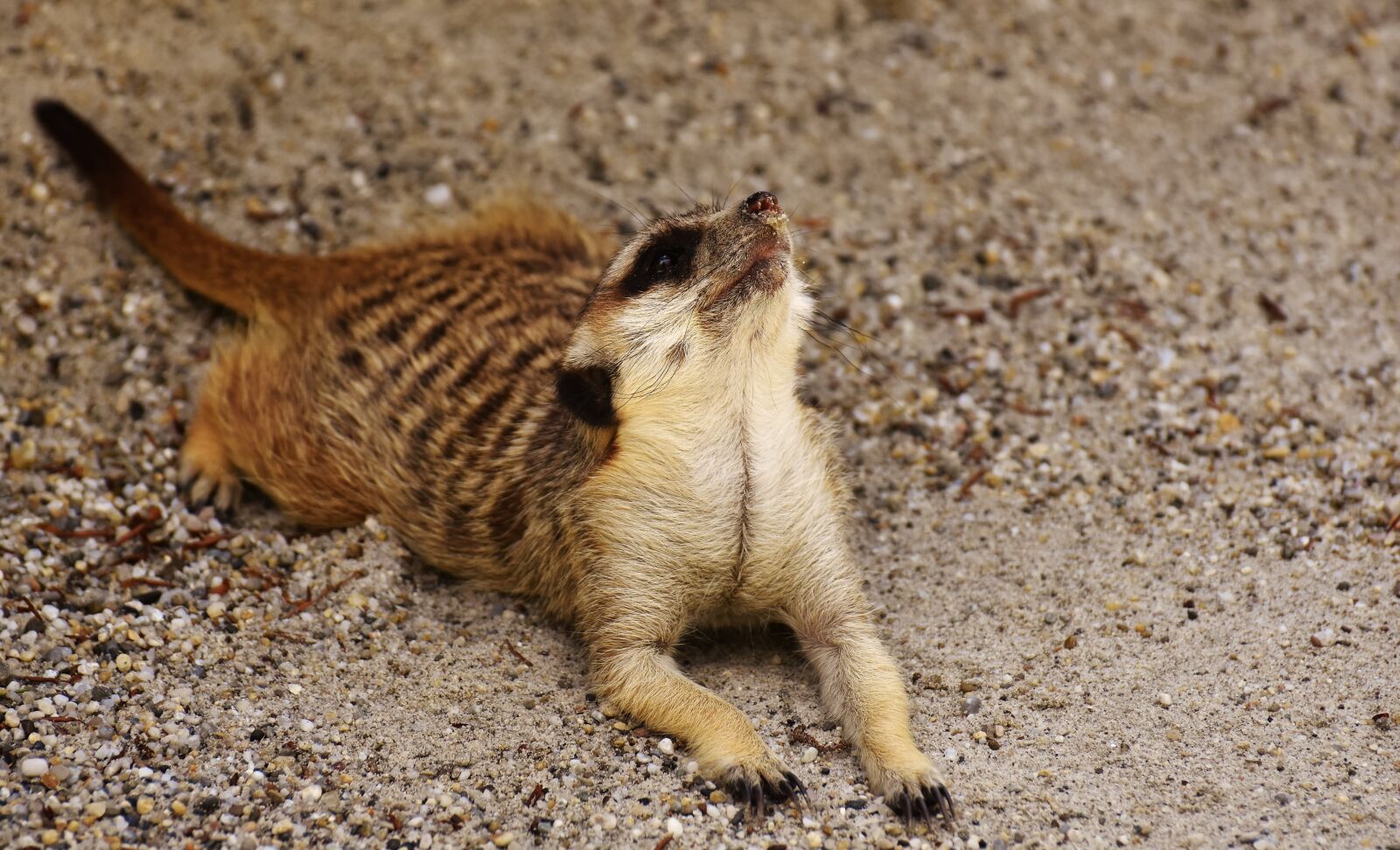 Nikon D7200 sample photo. Meerkat, animal, nature photography
