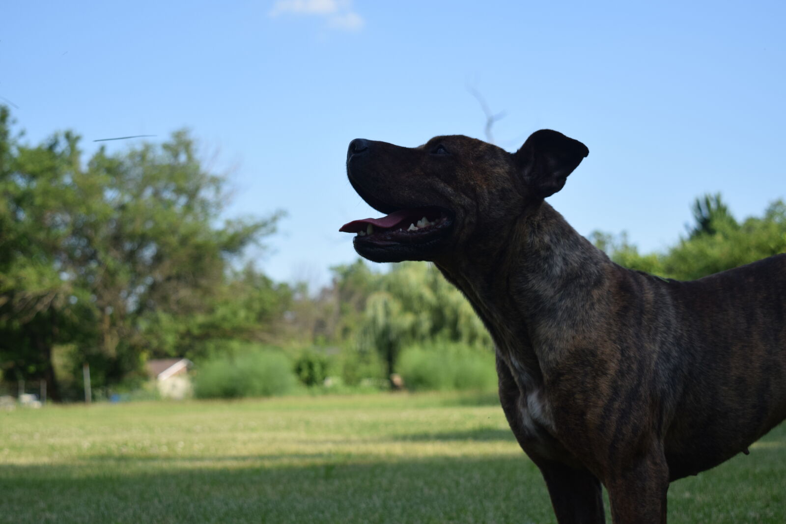 Nikon D3300 sample photo