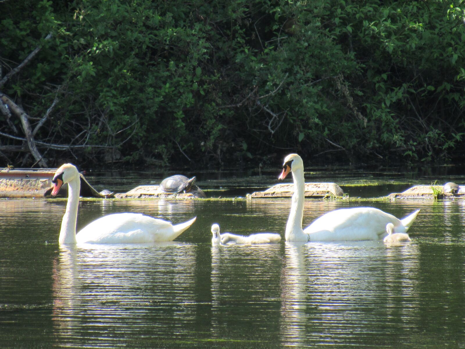 Canon PowerShot SX520 HS sample photo. Swan, swan family, outdoors photography