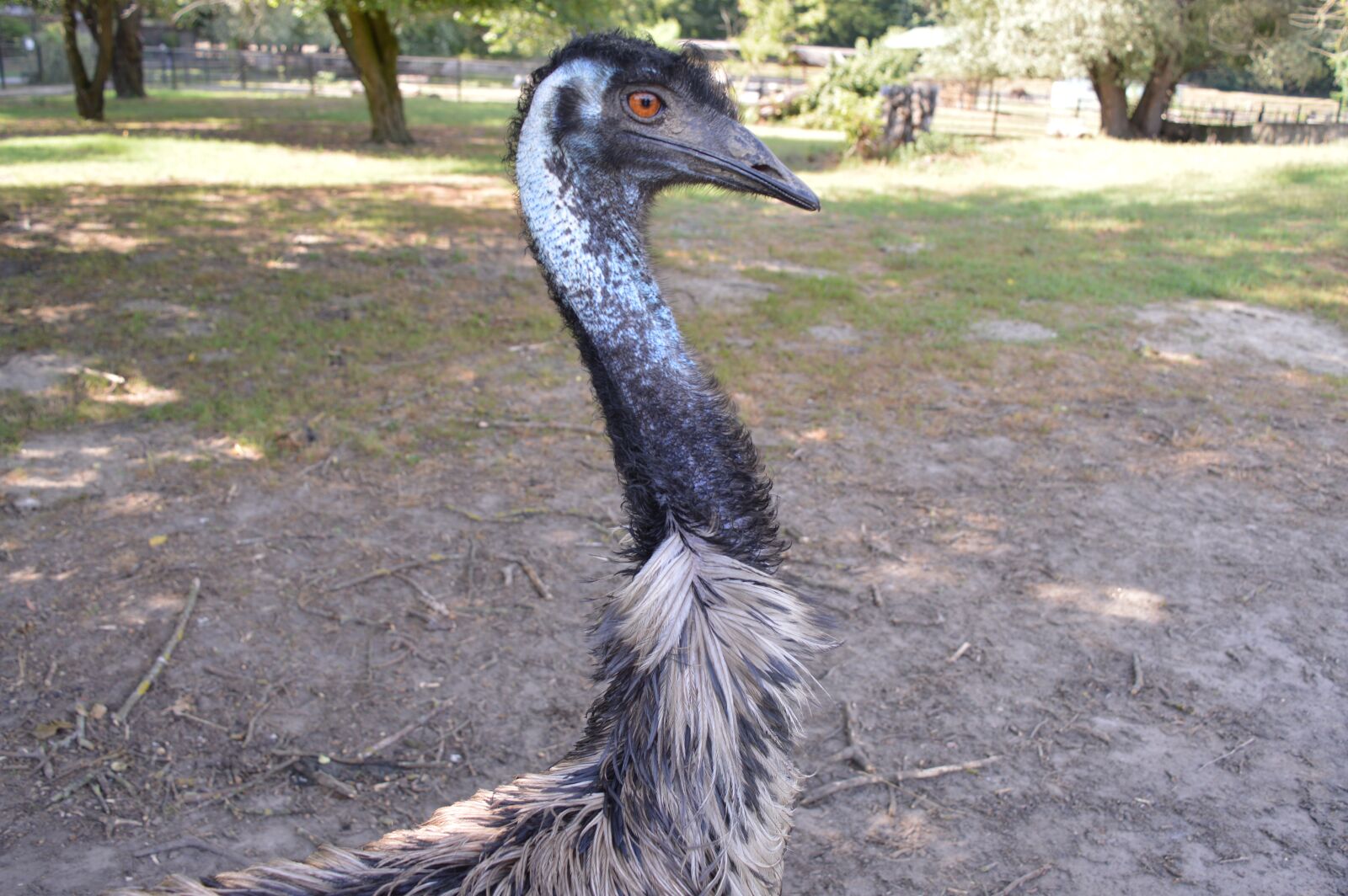 Nikon D3200 sample photo. Ostrich, nature, animal photography