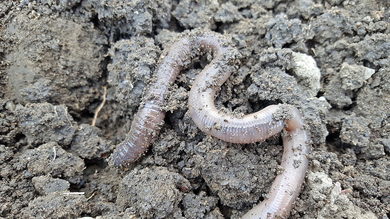 Samsung Galaxy S6 sample photo. Earthworm, nightcrawlers, soil photography