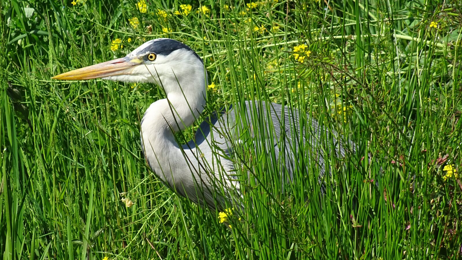 Sony DSC-HX60 sample photo. Heron, bird, beak photography