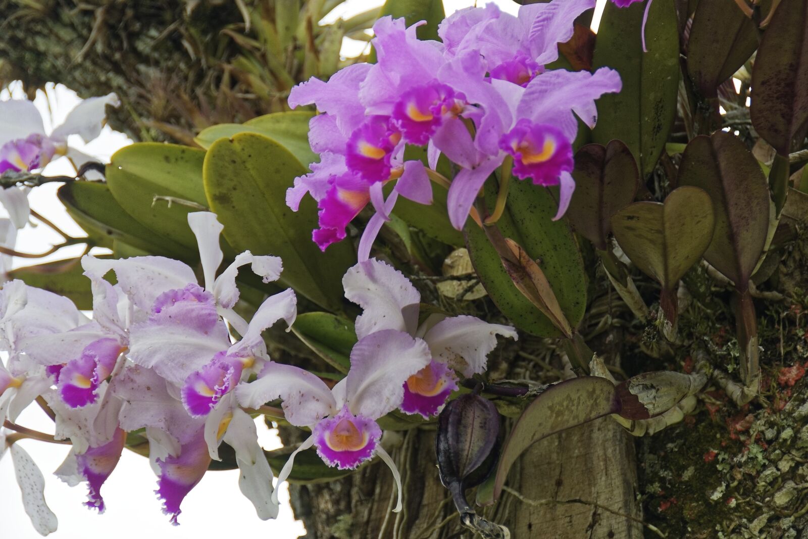 Nikon D500 sample photo. Colombia, tropics, plant photography