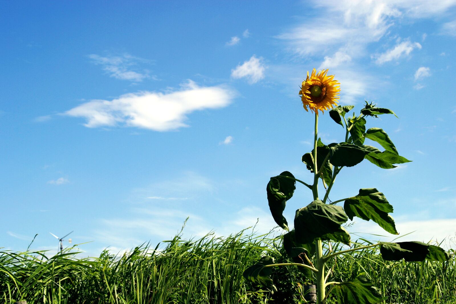 Canon EOS D60 sample photo. Flower, sunflower, grass photography