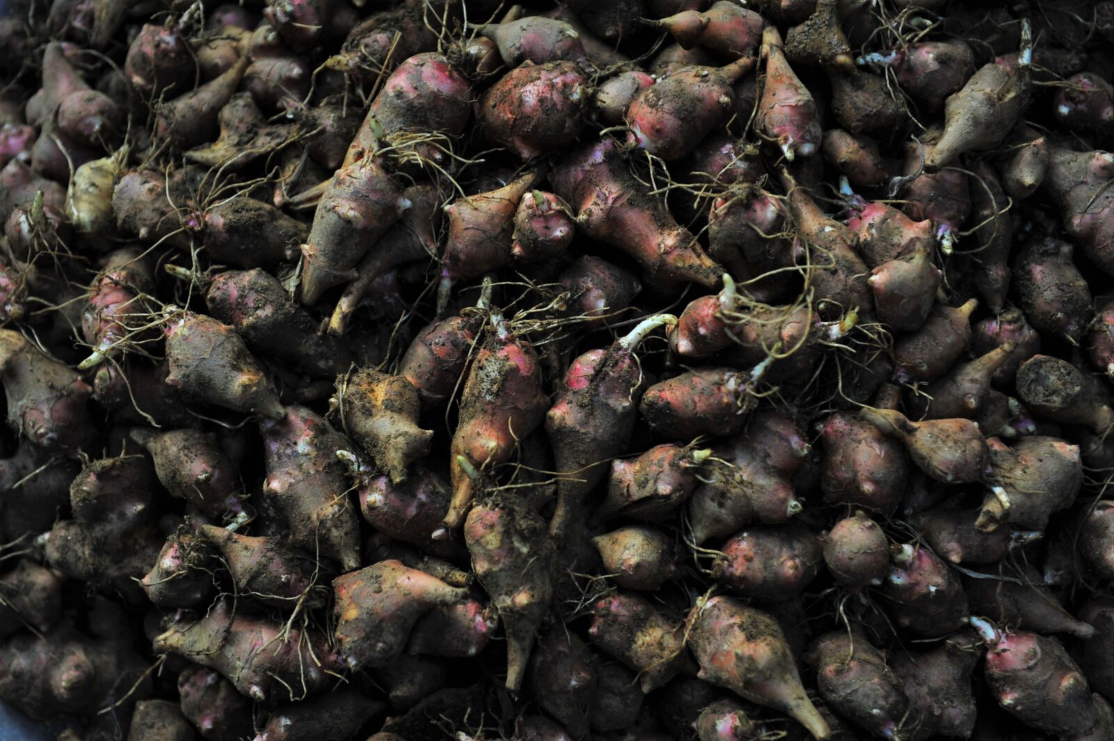 Nikon D3S sample photo. Harvest, pork potato, dunces photography