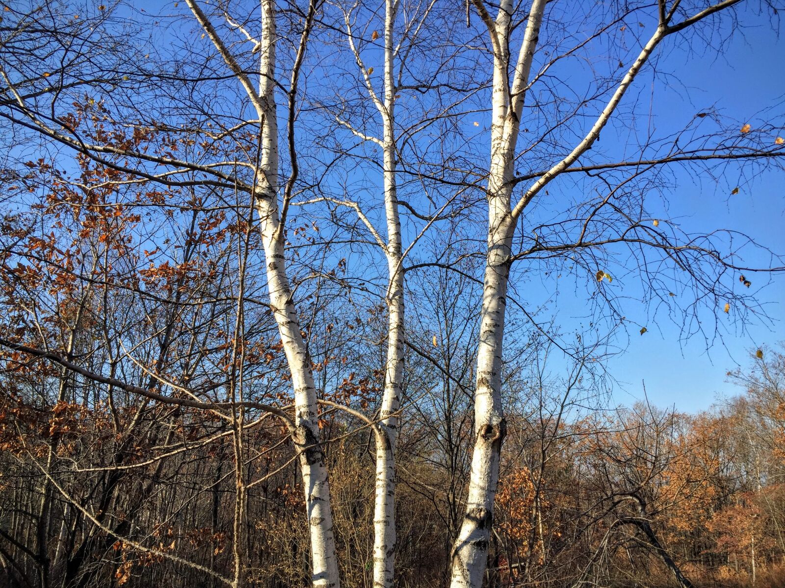 Apple iPhone 6 sample photo. Autmn, birch, fall, forest photography