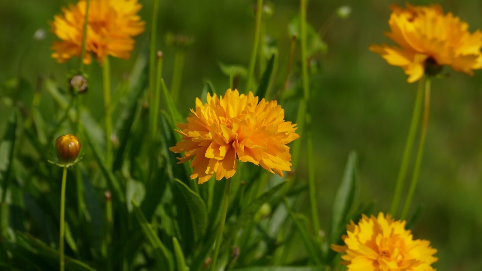 Leica V-Lux (Typ 114) sample photo. Flower, yellow, carnation photography