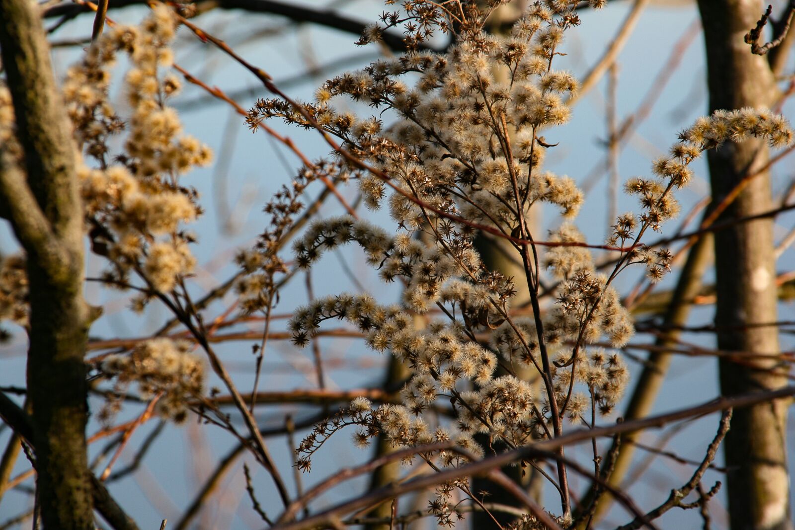 Canon EOS 400D (EOS Digital Rebel XTi / EOS Kiss Digital X) sample photo. Bush, autumn, faded photography