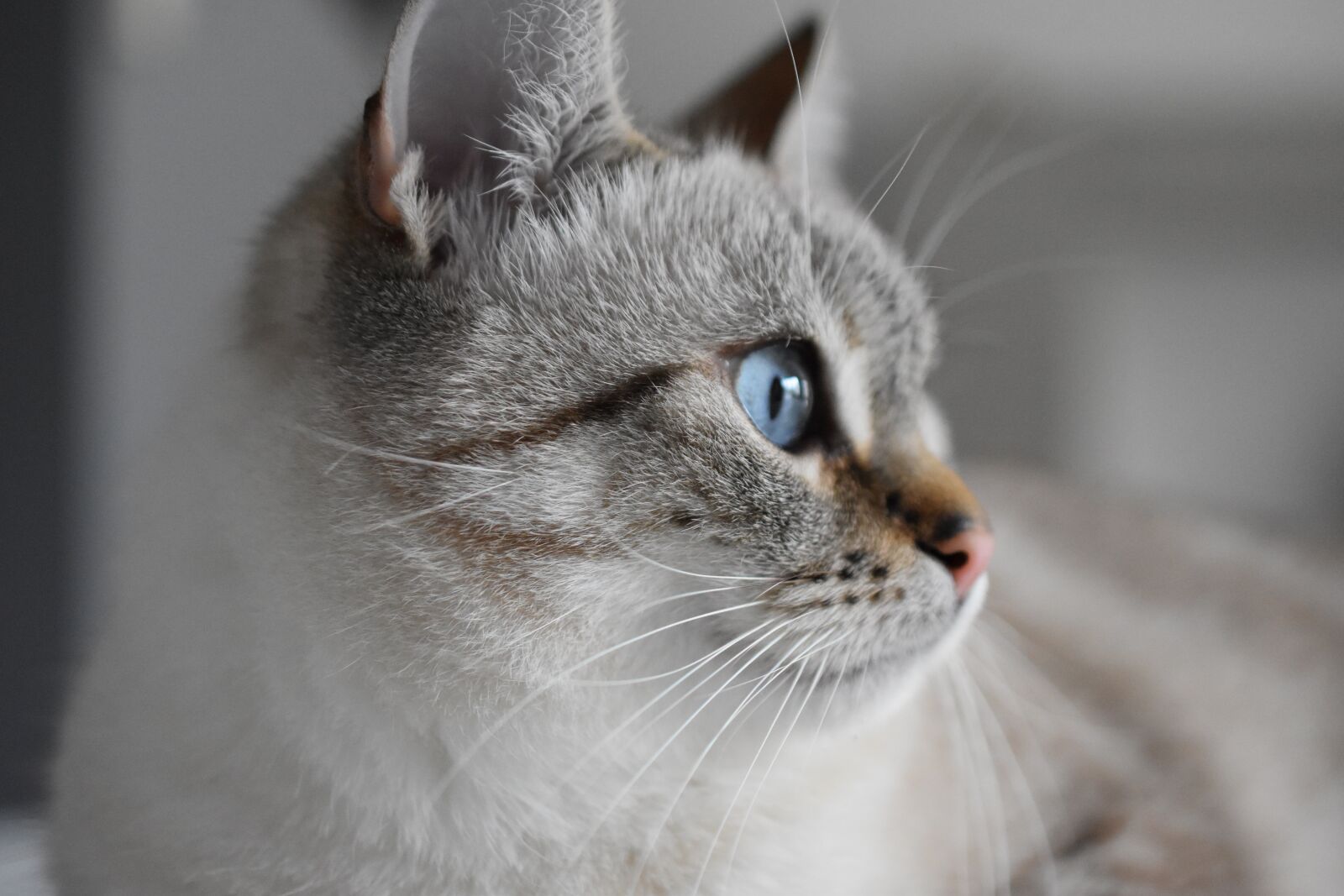 Nikon D5600 sample photo. Cat, animal, blue eyes photography