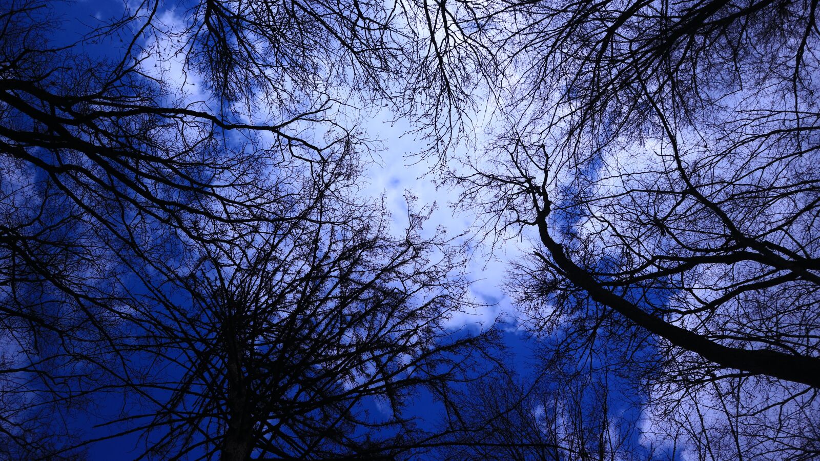 Canon EF-M 15-45mm F3.5-6.3 IS STM sample photo. Forest, sky, threatening photography