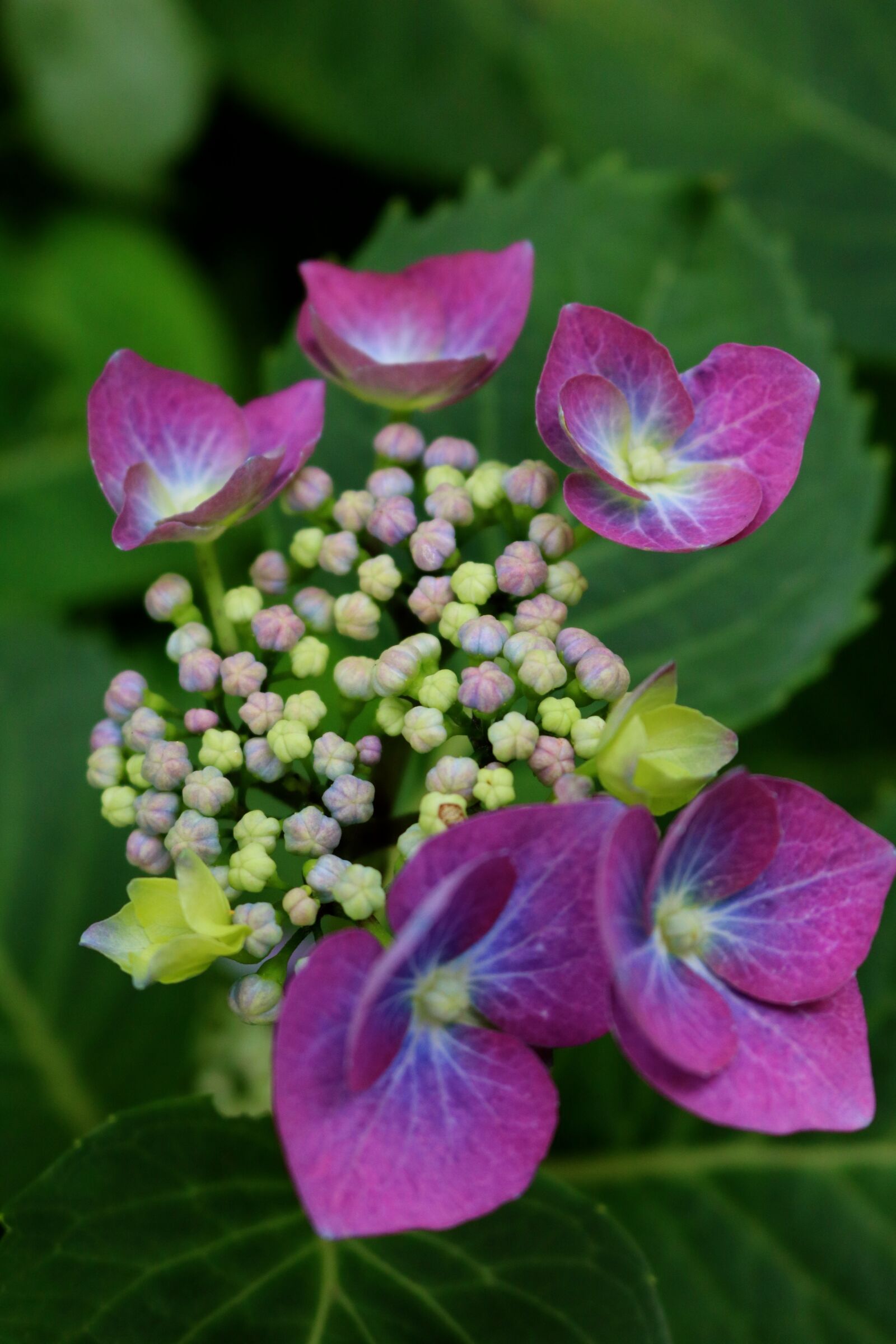 Canon EOS 750D (EOS Rebel T6i / EOS Kiss X8i) sample photo. Hydrangea, flowers, petals photography