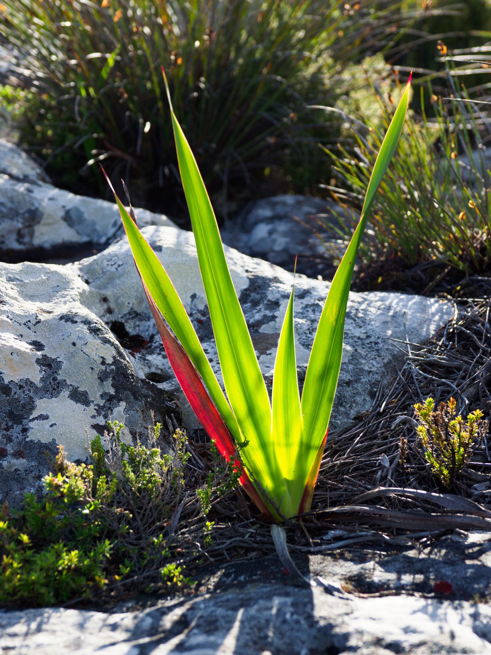 Olympus M.Zuiko Digital ED 12-100mm F4.0 IS Pro sample photo. Cape fynbos, table mountain photography