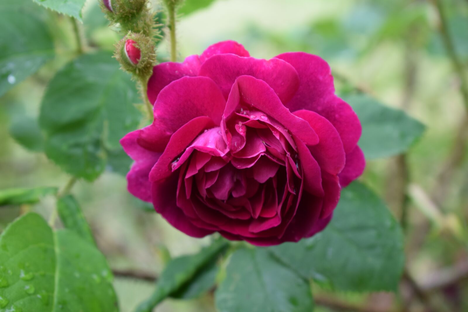 Nikon D3300 sample photo. Ros, roses, pink photography