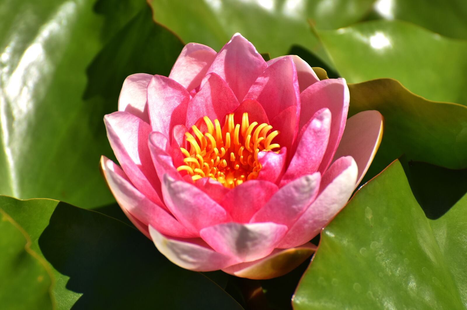 Nikon D7200 sample photo. Water lily, pink, summer photography