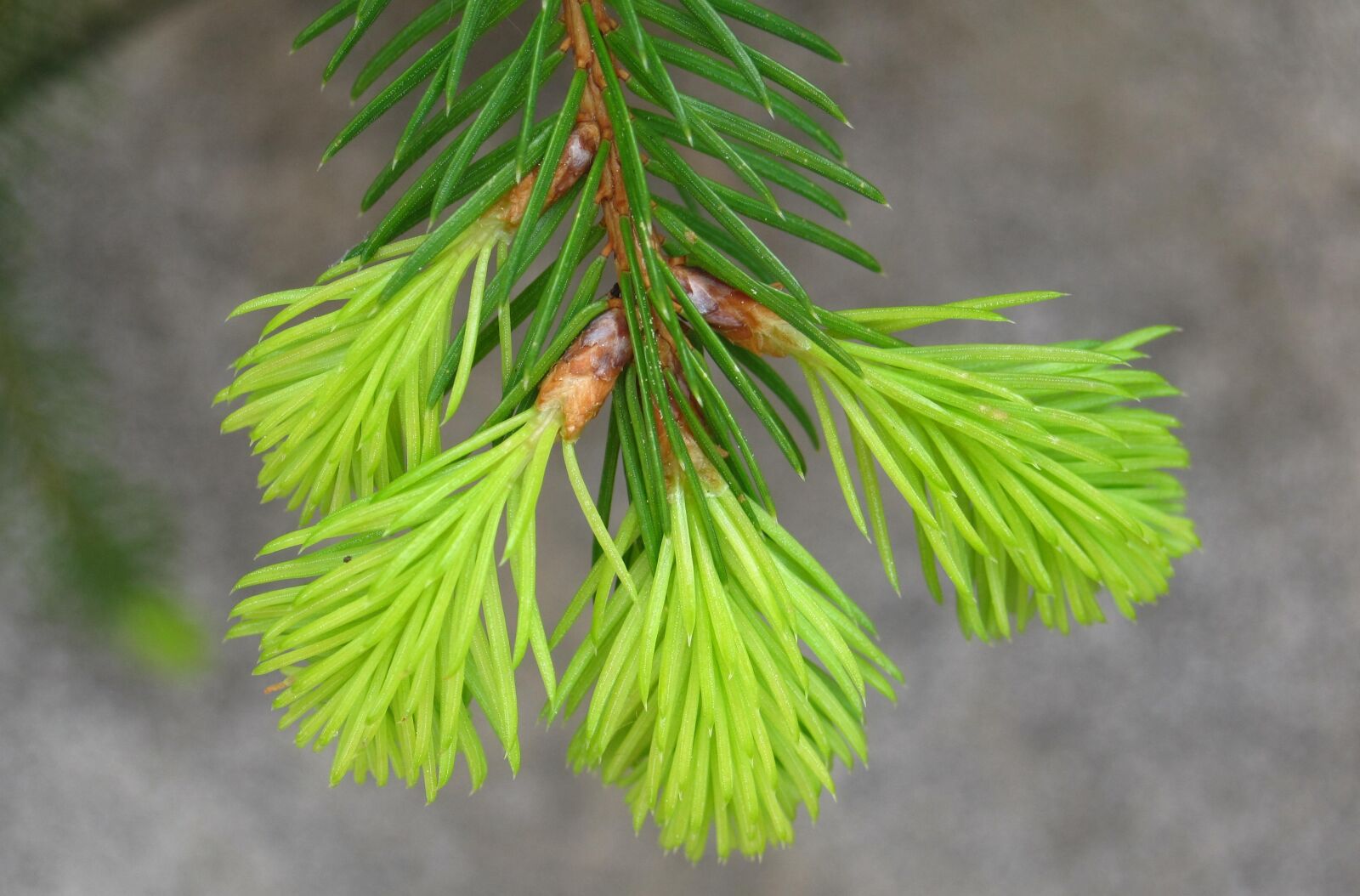 Canon PowerShot SD1200 IS (Digital IXUS 95 IS / IXY Digital 110 IS) sample photo. Fir drove, spring, fir photography