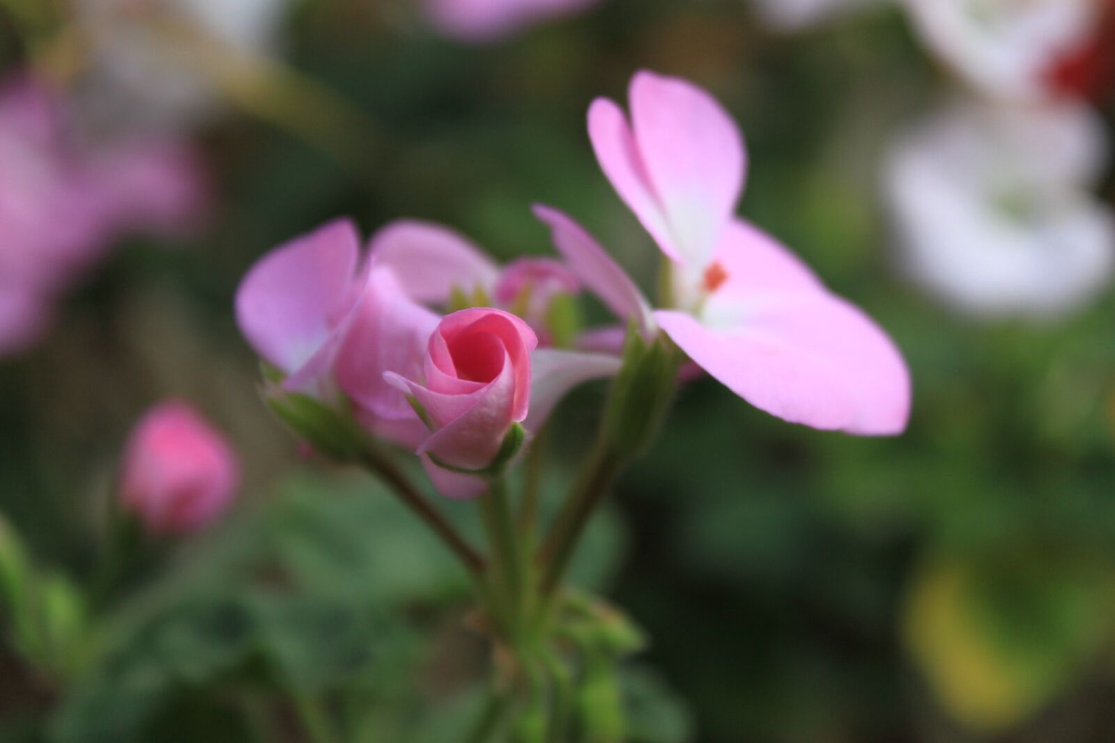 Canon EOS 500D (EOS Rebel T1i / EOS Kiss X3) sample photo. Flowers, cactus, plants photography