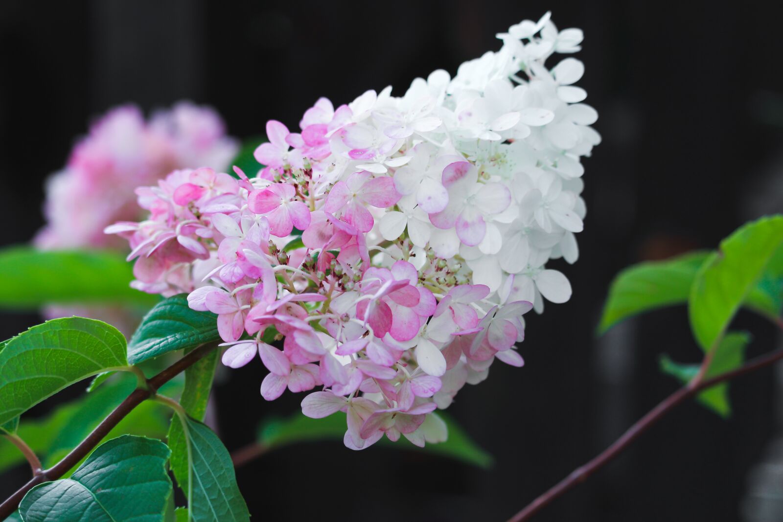 Canon EOS 600D (Rebel EOS T3i / EOS Kiss X5) + Canon EF-S 55-250mm F4-5.6 IS STM sample photo. Hydrangea, blossom, bloom photography