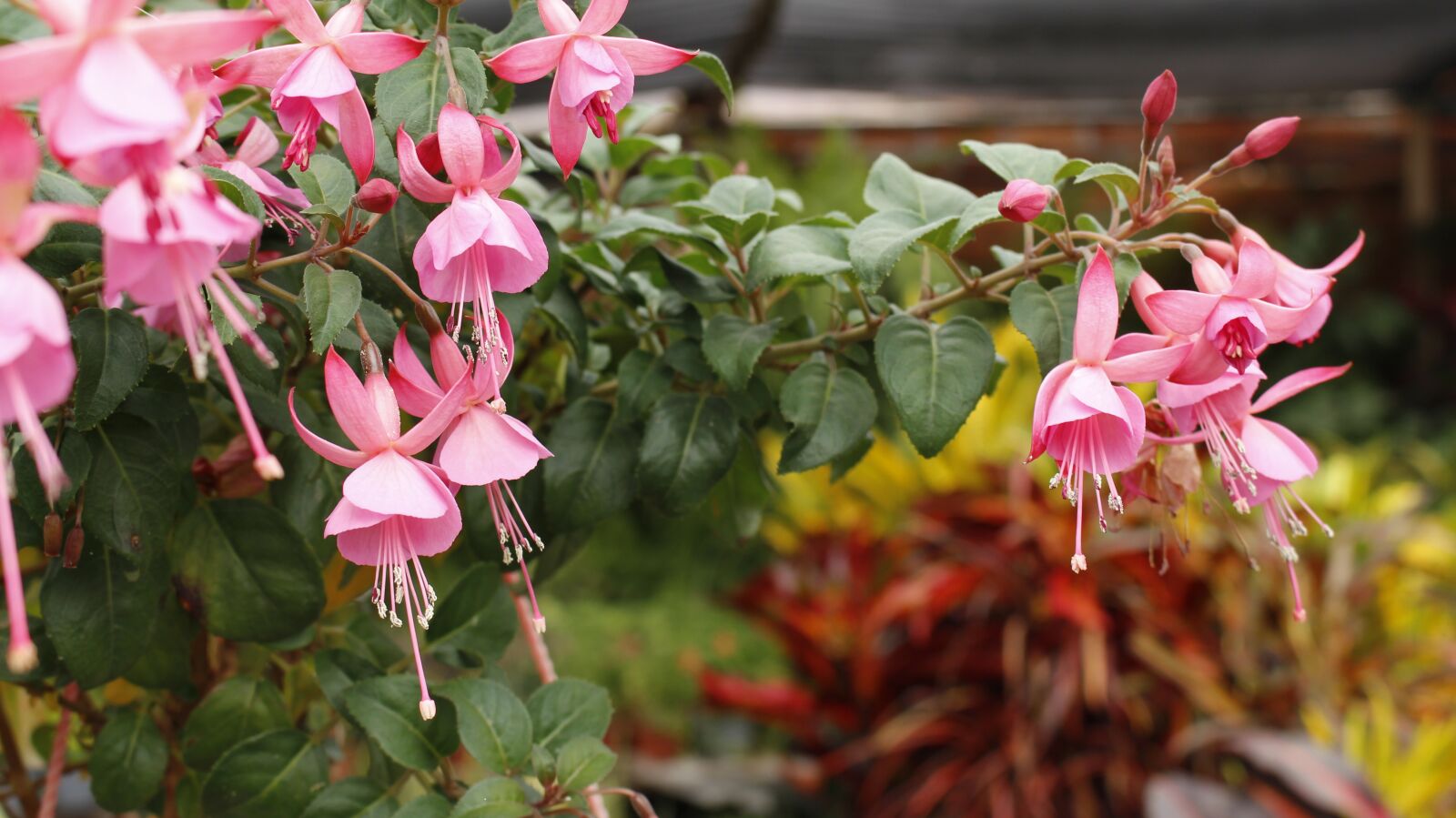 Canon EOS 700D (EOS Rebel T5i / EOS Kiss X7i) sample photo. Flowers, color, nature photography